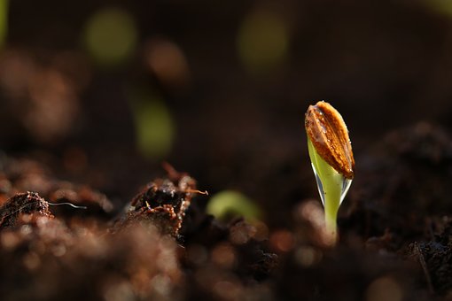 Seed to Seed: The Science and Spirit of Growing Herbs - Colorado School ...