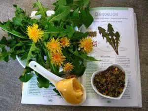 herb-gut-immune-system