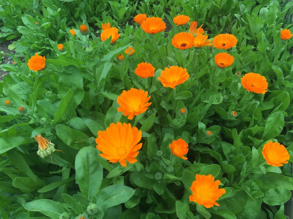 Colorado School of Clinical Herbalism