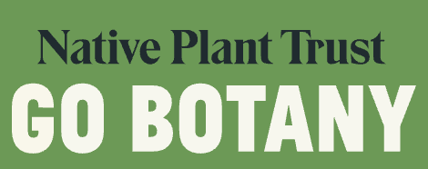 Go botany. native plant trust. Colorado school of clinical herbalism. Paul bergner