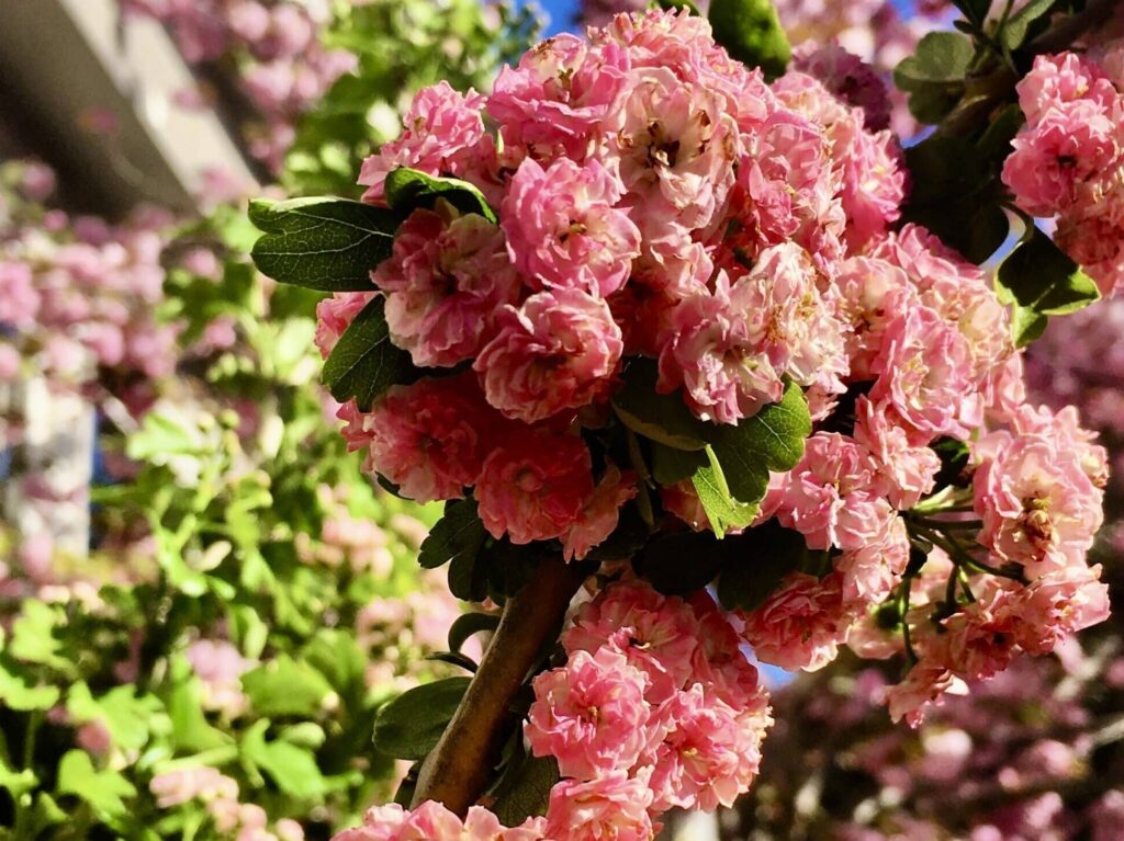 Workshops - Colorado School of Clinical Herbalism