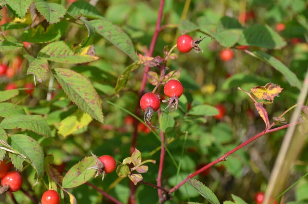 clinical herbalism workshops