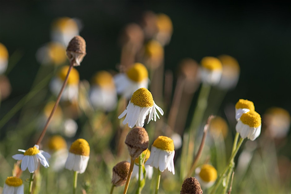 clinical herbalism workshops