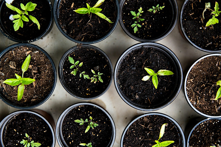 gardening with clinical herbalist. Clinical herbalism workshops