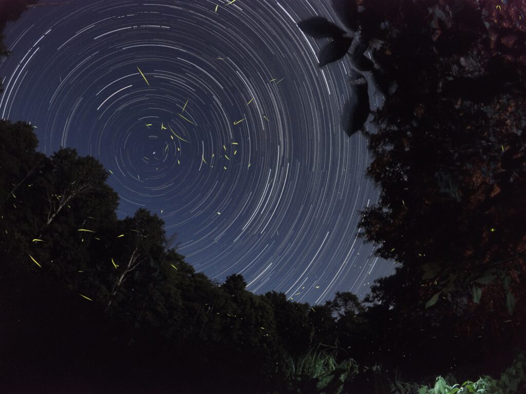 Astroherbalism: Planetary and Personal Herbal Medicine with Isabel Gareau at Colorado School of Clinical Herbalism
